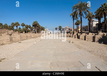 Guardando lungo il recentemente scavato Avenue di Sphinx dal Tempio di Luxor nella città di Luxor, Egitto Foto Stock