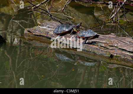 Riflessioni di due tartarughe verniciato. Foto Stock