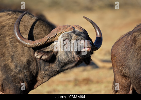 Ritratto di un africano o bufali (Syncerus caffer), il Parco Nazionale di Addo, Sud Africa Foto Stock