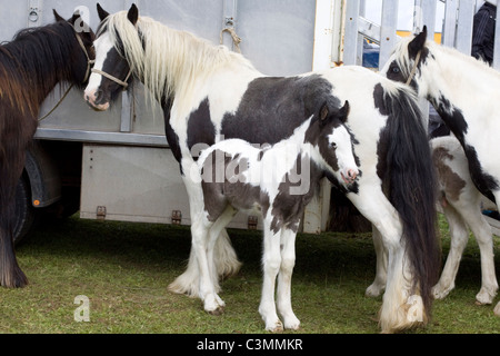 Un pezzati Mare e il suo puledro collegato a una scatola di cavallo Foto Stock