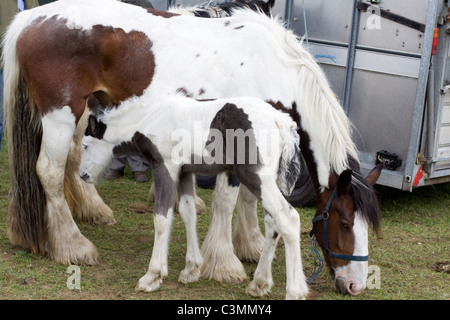 Cavalli a Stow Fiera Cavalli Cotswolds Inghilterra Foto Stock