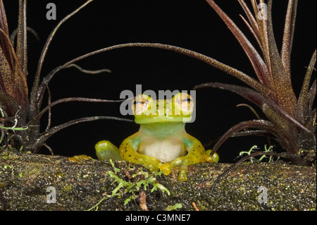 Smeraldo rana di vetro (Espadarana prosoblepon, Centrolene prosoblepon) su un wet tronco di albero. Ecuador. Foto Stock
