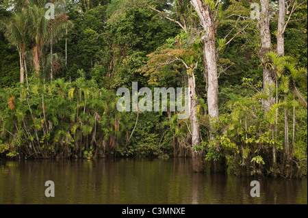 Inondati Igapo foresta. Fiume Cocaya. Amazzonico orientale della foresta di pioggia. Confine di Perù e Ecuador, Sud America. Foto Stock