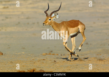 Impala (Aepyceros melampus), maschio in esecuzione. L'Okavango, Botswana. Foto Stock