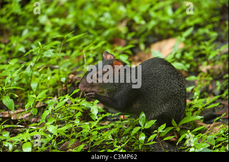 Nero (agouti Dasyprocta fuliginosa). Adulto sul suolo della foresta, mangiare Foto Stock