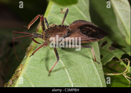 Coq-ruota Assasin Bug (Arilus carinatus) su una foglia. Bosco Montano di Mindo, versante occidentale delle Ande, Ecuador. Foto Stock