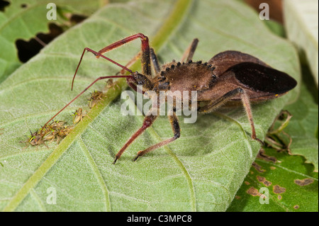 Coq-ruota Assasin Bug (Arilus carinatus) su una foglia con la preda. Bosco Montano di Mindo, versante occidentale delle Ande, Ecuador. Foto Stock