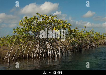 Mangrovia rossa (Rhizophora mangle) a Sian Ka'an Riserva della Biosfera, la penisola dello Yucatan, Messico. Foto Stock