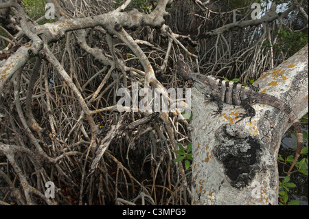 Nero (Iguana Ctenosaura similis) in mangrovie. Sian Ka'an Riserva della Biosfera, la penisola dello Yucatan, Messico. Foto Stock
