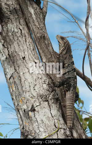 Nero (Iguana Ctenosaura similis) su un tronco di albero. Sian Ka'an Riserva della Biosfera, la penisola dello Yucatan, Messico. Foto Stock