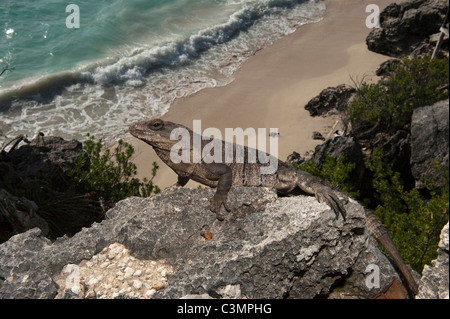 Nero (Iguana Ctenosaura similis) su una scogliera alta sopra la spiaggia. Sian Ka'an Riserva della Biosfera, la penisola dello Yucatan, Messico. Foto Stock