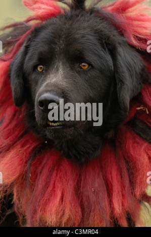 Il Mastino tibetano (Canis lupus familiaris) con collare Foto Stock