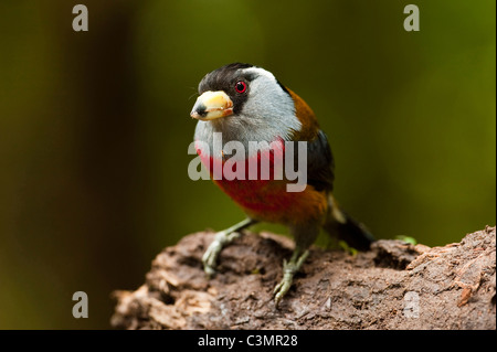 Crimson-rumped Toucanet (Semnornis ramphastinus) appollaiato su un ramo. Bosco Montano di Mindo, pendio ovest delle Ande, Ecuador. Foto Stock