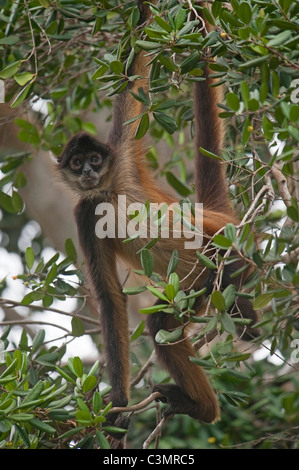 America centrale Spider Monkey (Ateles geoffroyi yucatanensis) appesi su un ramo, la penisola dello Yucatan, Messico. Foto Stock