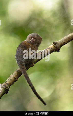 Marmoset pigmeo (Callithrix pygmaea, Cebuella pygmaea). Più piccolo di scimmia vero in tutto il mondo Foto Stock