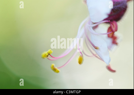 Geranium macrorrhizum 'Album' Fiore. Rock cranesbill. Vicino sul antere e polline Foto Stock