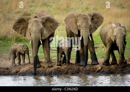 Sud Africa, vicino Rustenburg, Parco Nazionale di Pilanesberg. Gli elefanti africani, Loxodonta africana. Le madri e i giovani. Foto Stock