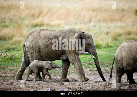 Sud Africa, vicino Rustenburg, Parco Nazionale di Pilanesberg. Gli elefanti africani, Loxodonta africana. Le madri e i giovani. Foto Stock