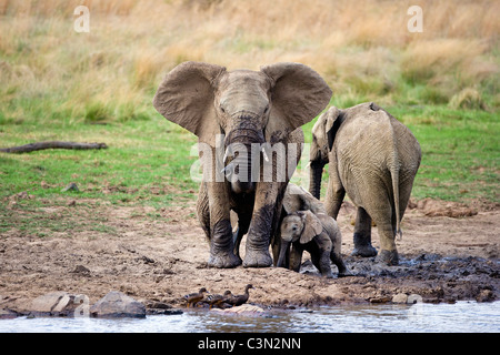 Sud Africa, vicino Rustenburg, Parco Nazionale di Pilanesberg. Gli elefanti africani, Loxodonta africana. Le madri e i giovani. Foto Stock