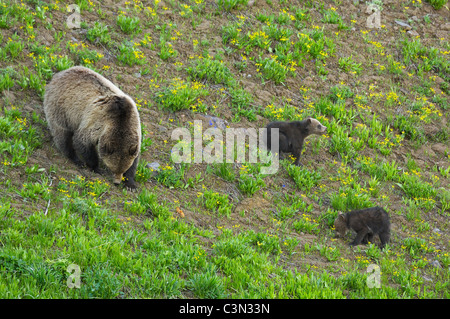 Orso grizzly madre e lupetti alimentazione su fiori di primavera Foto Stock