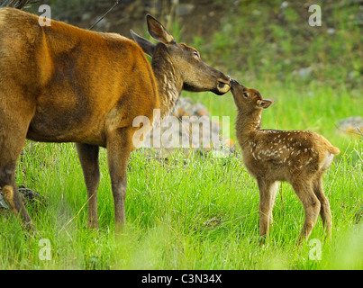 Un neonato elk baci di vitello sua madre tarda primavera nelle Montagne Rocciose. Foto Stock