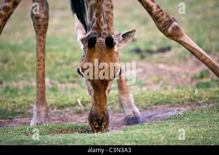 Sud Africa, vicino Zeerust, Madikwe National Park. La giraffa, Giraffa camelopardalis, bere Foto Stock