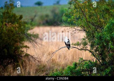Sud Africa, Parco Nazionale di Pilanesberg Mankwe nascondi Fish-Eagle africani, Haliaeetus vocifer, appollaiato sul ramo Foto Stock