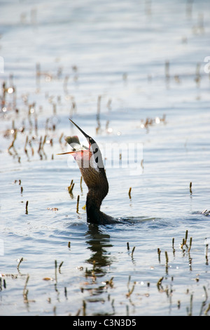 Sud Africa, vicino Rustenburg, Parco Nazionale di Pilanesberg. Mankwe nascondi. African Darter, anhinga rufa. Ingestione di pesce pescato. Foto Stock