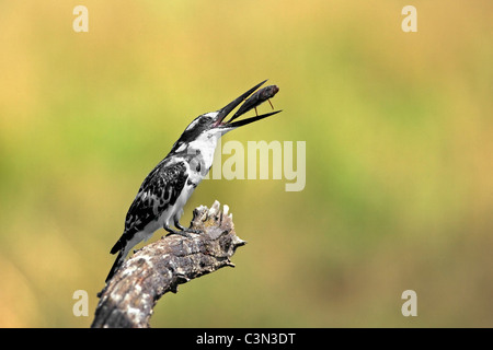 Sud Africa, vicino Rustenburg, Parco Nazionale di Pilanesberg. Mankwe Nascondi. Pied Kingfisher. (Ceryle rudis) con pesce. Foto Stock