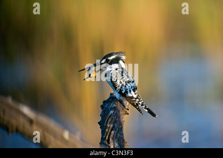 Sud Africa, vicino Rustenburg, Parco Nazionale di Pilanesberg. Mankwe Nascondi. Due Pied martin pescatore, Ceryle rudis, appollaiato sul ramo. Foto Stock