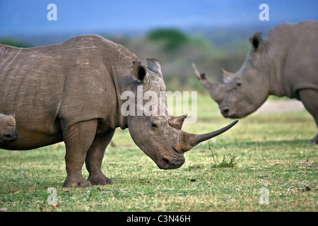 Sud Africa, vicino Zeerust, Madikwe National Park. Due rinoceronte bianco, Ceratotherium simum. Foto Stock