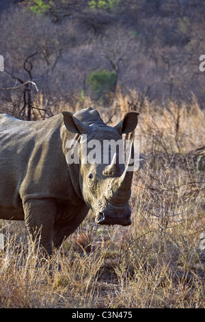 Sud Africa, vicino Rustenburg, Parco Nazionale di Pilanesberg. Rinoceronte bianco, Ceratotherium simum. Foto Stock