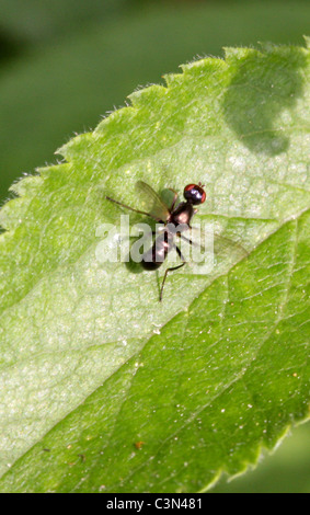 Scavenger nero volare, Themira putris, Sepsidae, Diptera. Foto Stock