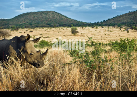 Sud Africa, vicino Rustenburg, Parco Nazionale di Pilanesberg. Rinoceronte bianco, Ceratotherium simum. Foto Stock