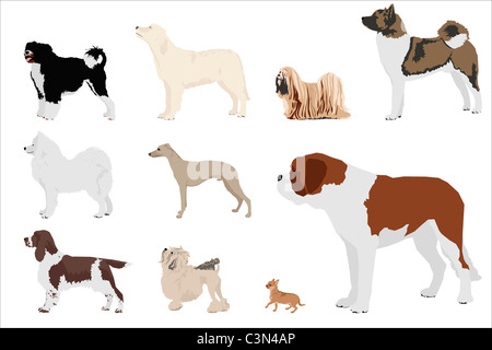 Set di dieci cane razze, illustrazione Foto Stock