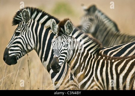 Sud Africa, vicino Rustenburg, Parco Nazionale di Pilanesberg. Tre la Burchell zebre, Equus burchelli. Foto Stock