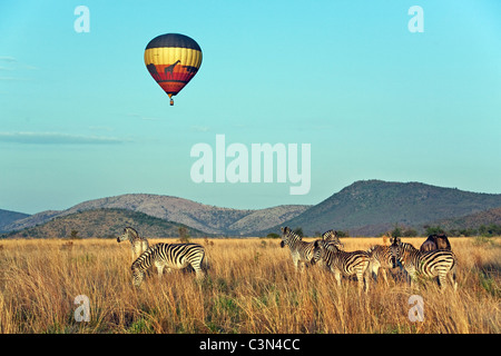 Sud Africa, vicino Rustenburg, Parco Nazionale di Pilanesberg. Allevamento di Burchell's zebre, Equus burchelli). Palloncino. Foto Stock