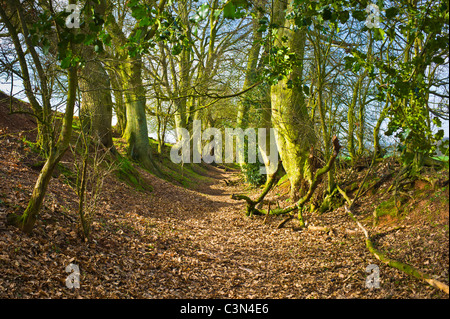 Una corsia incassata o via cavo / holloway vicino al Castello di Kenilworth Foto Stock