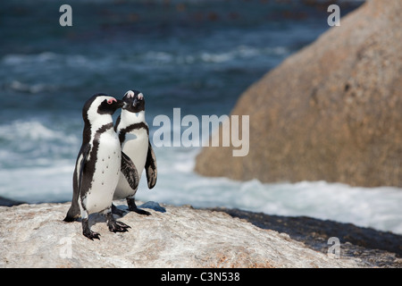 Sud Africa, Cape Peninsula, Simonstown, Boulders Beach. I pinguini Jackass, anche: i Penguins africani. Foto Stock