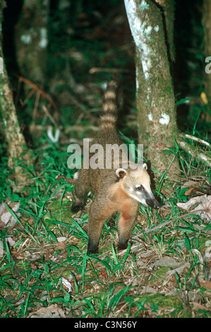 Ring-tailed coati / South American Coati (Nasua nasua: Procyonidae) foraging in rainforest, Argentina Foto Stock