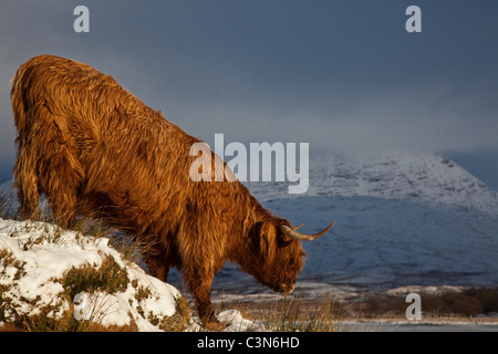 Scottish Highland mucca. Nuvole di tempesta e le montagne sullo sfondo. Prese nelle Highland Scozzesi Foto Stock