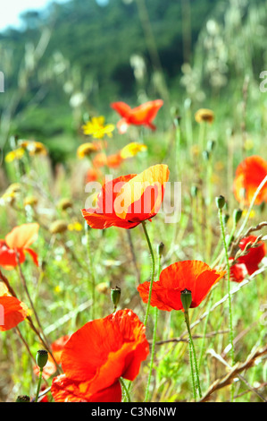 Fioritura papaveri crescente selvatici Foto Stock