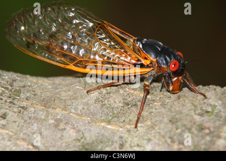 Cicada adulto Foto Stock