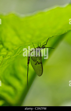 Mayfly: Ephemera danica. Appena emerse adulto sul lato inferiore della balestra Foto Stock
