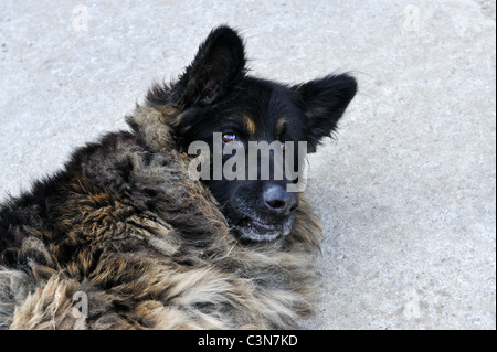 Un ritratto di un pedigree Germania cane pastore. Foto Stock