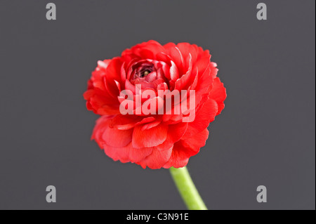 Un singolo red ranunculus flower shot contro uno sfondo grigio scuro Foto Stock