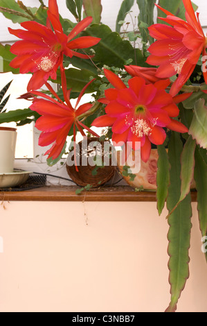 Epiphyllum "leggermente Sassy' rosso fiori di cactus in conservatorio