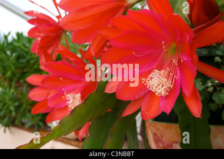Epiphyllum "leggermente Sassy' rosso fiori di cactus in conservatorio Epiphyllum "leggermente Sassy' rosso fiori di cactus in conservatorio