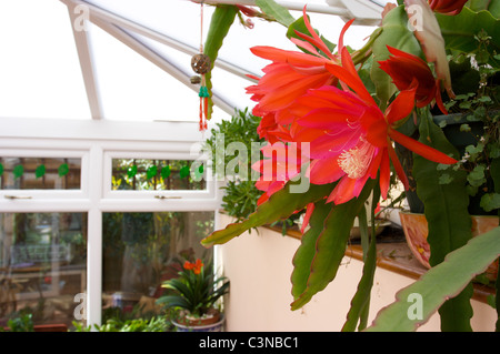 Epiphyllum "leggermente Sassy' rosso fiori di cactus in conservatorio