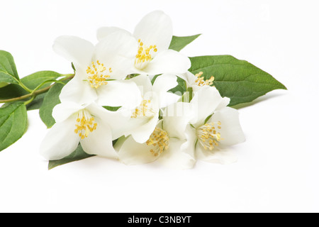 Filadelfo lewisii, Lewis Mock-arancione su sfondo bianco Foto Stock